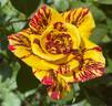 Simsalabim rose photo