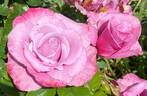 Barbra Streisand rose photo
