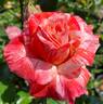 Philatelie rose photo