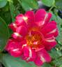 Art Nouveau rose photo
