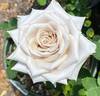 Quicksand rose photo
