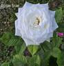 Polar Star rose photo