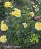 Mellow Yellow ™ rose photo