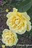 Mellow Yellow ™ rose photo