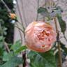 Dannahue rose photo