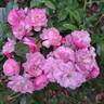 Petite Coquine de Chédigny rose photo