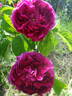 Double Brique rose photo