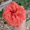 Arkansas rose photo