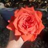Arkansas rose photo