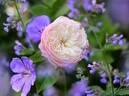 Constance rose photo