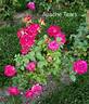 Apache Tears rose photo