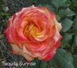 Tequila Sunrise rose photo