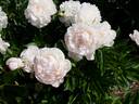 Nick Shaylor peony photo