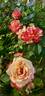 Pullman Orient Express ® rose photo