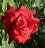 Rose Osaka rose photo