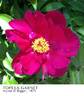 Topeka Garnet peony photo
