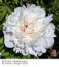 Sister Margaret peony photo