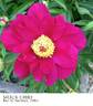 Sioux Chief peony photo