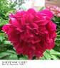 Sheyenne Chief peony photo