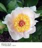 Requiem peony photo