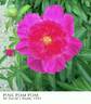 Pink Pom Pom peony photo