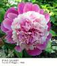 Pink Derby peony photo