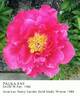 Paula Fay peony photo