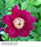 Nippon Beauty peony photo