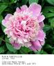 Nick Shaylor peony photo