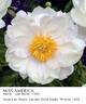 Miss America peony photo