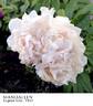 Mandaleen peony photo