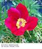 Little Red Gem peony photo