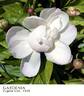 Gardenia peony photo