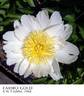 Faribo Gold peony photo