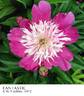 Fantastic peony photo