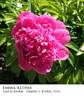 Emma Klehm peony photo