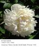 Elsa Sass peony photo