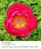 Cytherea peony photo