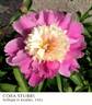 Cora Stubbs peony photo