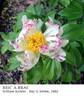 Bric A Brac peony photo