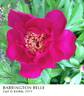 Barrington Belle peony photo