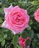 Norma Major rose photo