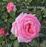 Norma Major rose photo