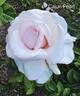 Cajun Pearl rose photo
