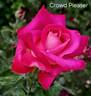 Crowd Pleaser ™ rose photo