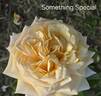 Something Special rose photo