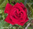 Thinking of You rose photo
