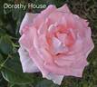 Dorothy House rose photo