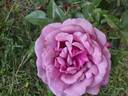Purple Fragrancia ™ rose photo
