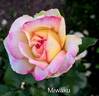 Miwaku rose photo
